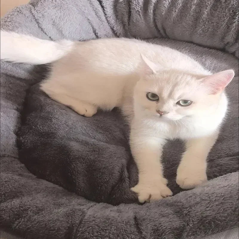 Cozy Canine Nest Sofa Bed