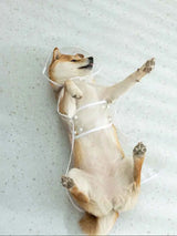 CLEAR WATERPROOF DOG RAINCOAT HOOD- dry and comfortable on rainy days